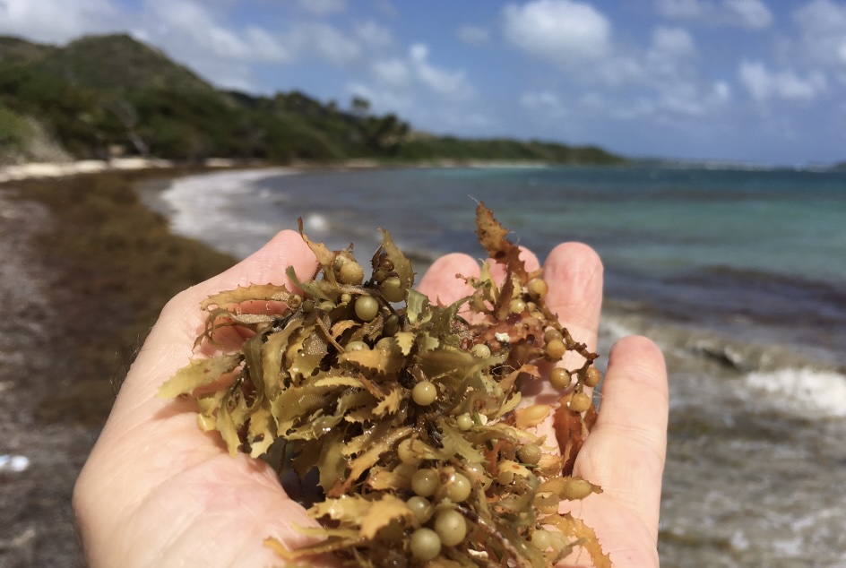 sargasses antilles