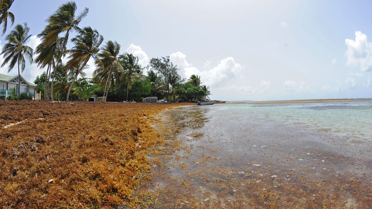Guadeloupe : La Désirade paralysée par une marée de sargasses, les livraisons interrompues